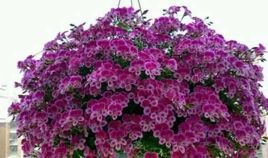  不用|天竺葵不用买，折一段枝就能开成花球！