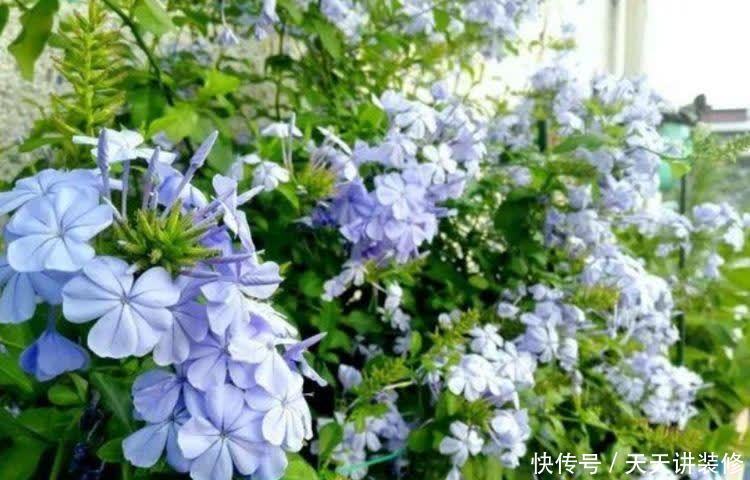 正月二十九,家里养上这4种花,清新空气,家家必备!