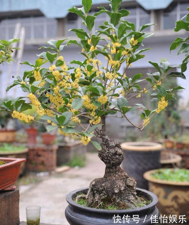 柠檬树|3种“香香树”,剪个枝丫,插土里,15天生根,开花满屋香