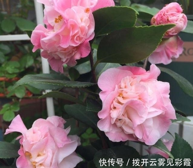 房子大就是豪横!在家里给孩子装个迷宫树屋,这童年也太幸福了吧!