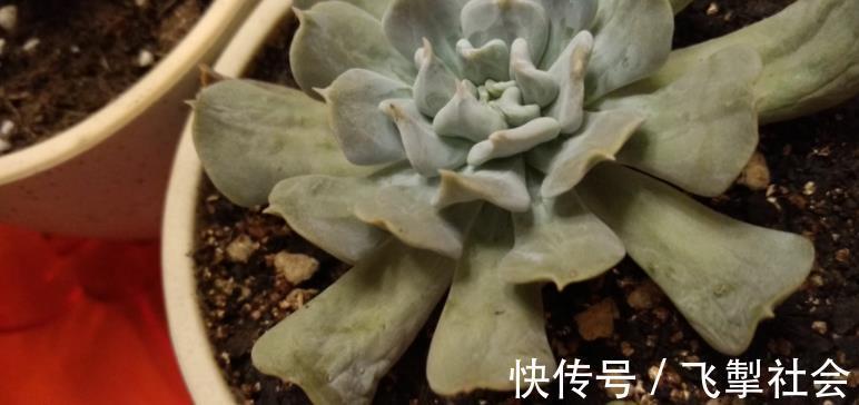 高手|这1点没做好，多肉颜值会下降！看看高手怎么处理枯叶