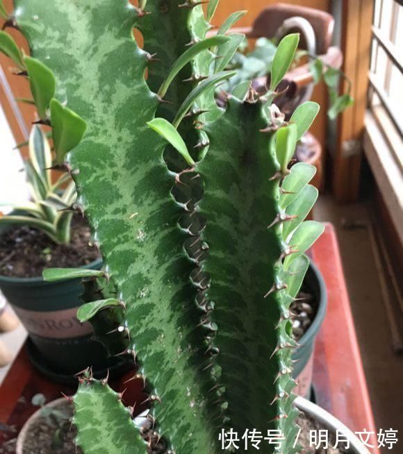 虽然带“刺”,却是好宝贝,养在家中可以镇宅,能净化室内空气