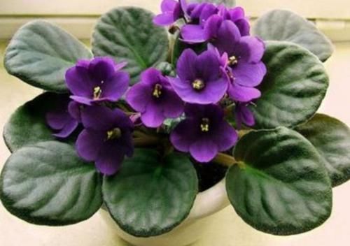 世上公认最美的4种花,一月浇一次长得旺,叶子油绿开花多!