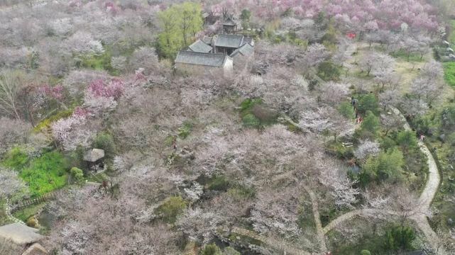 3月，鄢陵最美的地方！