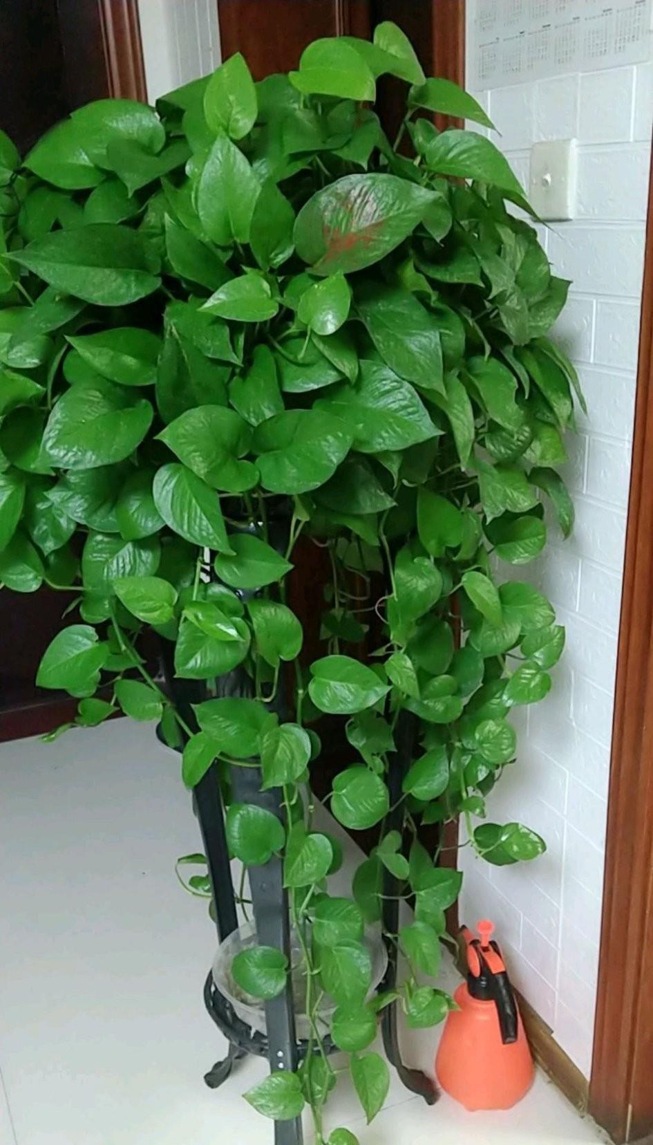 养绿萝多“喝三种水”,枝条长出三米长,绕着屋墙爬