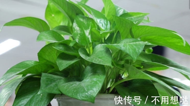 除了绿萝,还有这个植物好养,耐湿耐旱,盆栽皇帝名副其实