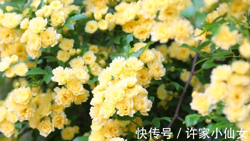花香|最香的“4种花”,好养又漂亮,花香醉人,一养就上瘾