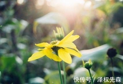 桃花灿烂|爱意难消，情深意切，相约未来，爱回心头