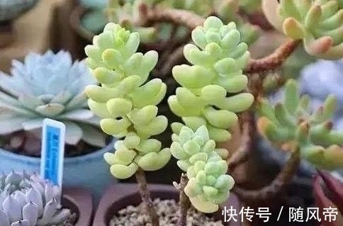 多肉天使之泪天生长的高,可别当徒长处理,养成直立桩偷着乐吧