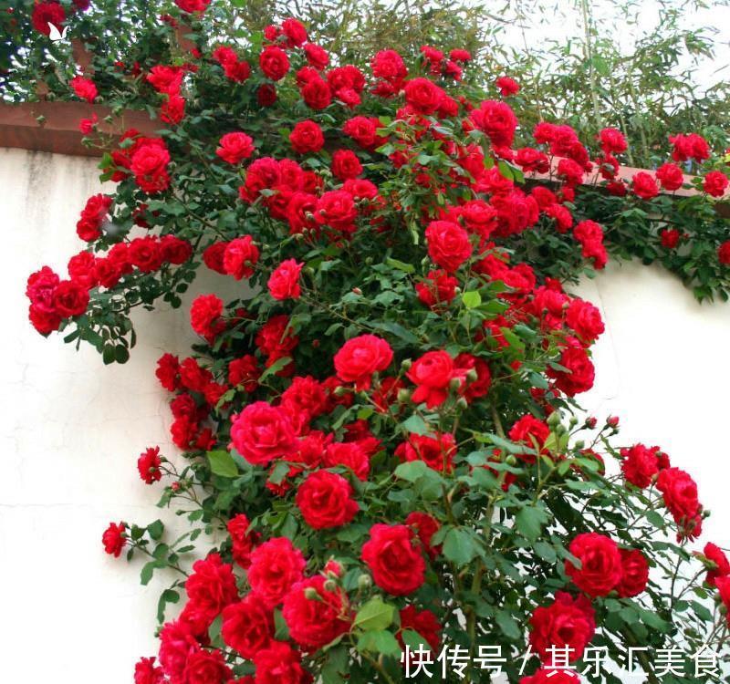 邻居阿姨真能干,小院养3种“爬藤花”,每年花开满院,太美了