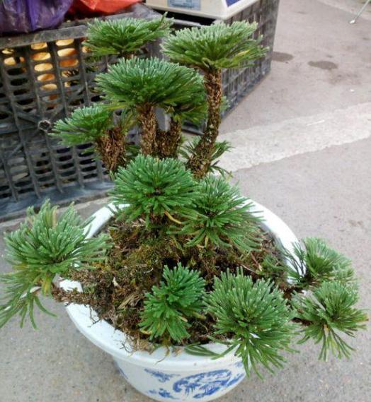 养卷柏无需花钱买幼苗，野外寻些带回家，这样处理制成漂亮盆景
