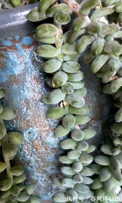 多肉|养植多肉，如何配土？