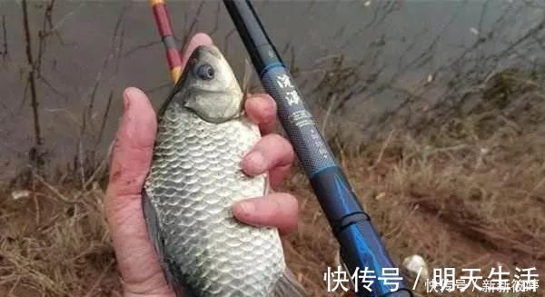 老钓手果然没吹牛,野钓鲫鱼只要用上这四招,天天去钓都不过瘾