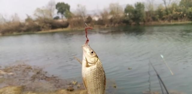 虫饵|长竿钓鲫鱼还真要点技术！老钓友帮你捋一捋，哪几件事最重要