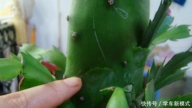 仙人掌嫁接蟹爪兰,先长“壮汉身”,再长蟹爪兰,避免被“吸干”!