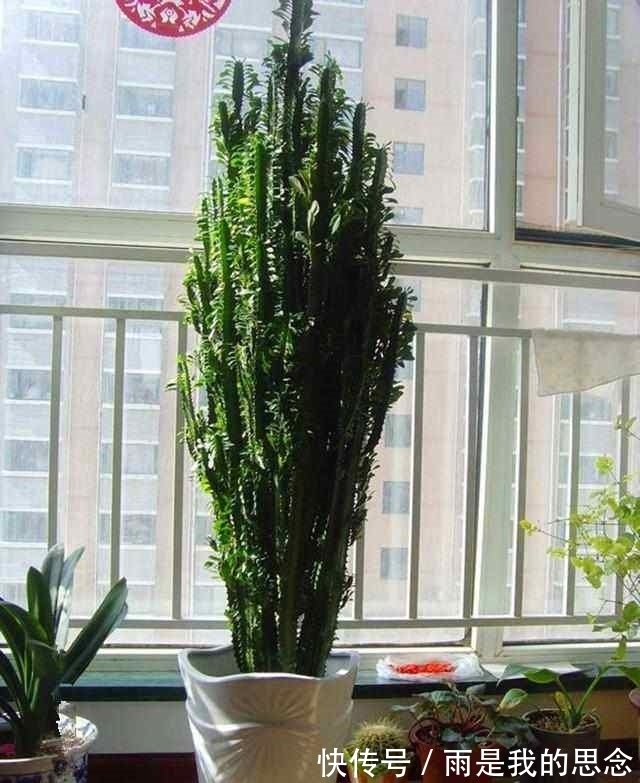 龙骨|立秋后龙骨花如何修剪？教你“3剪法”，侧芽打顶，来年直长2米高