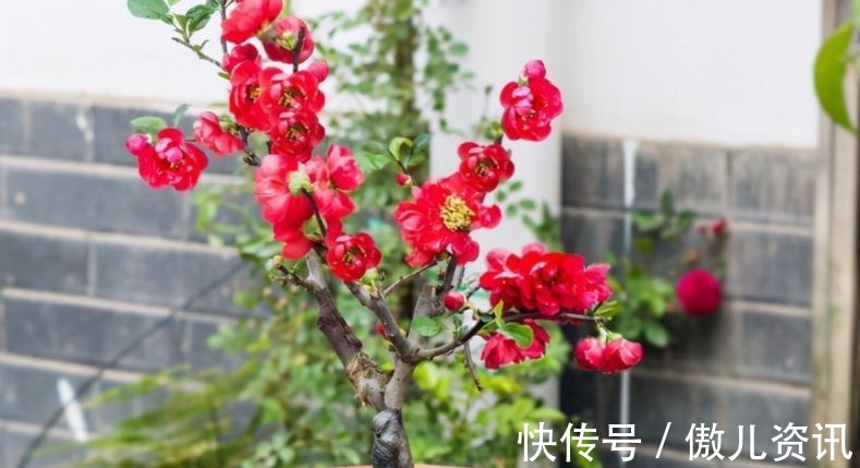 喜欢老桩盆景,该怎么拥有?老花匠:将新苗养成老桩才是最佳选择