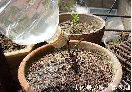 技巧|浇水、施肥不正确,极易土壤板结,教你2个技巧,下次碰到不着急