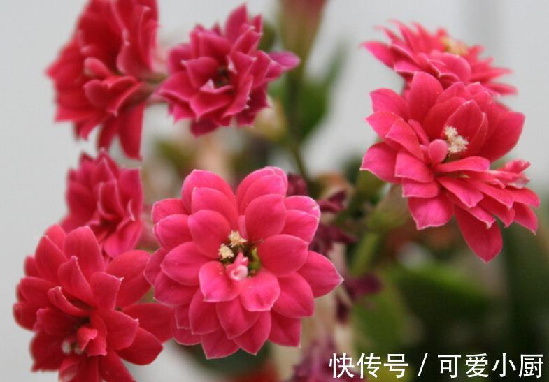 爆花|长寿花长出花苞后，长时间不开花？2个动作催一催，轻松爆花