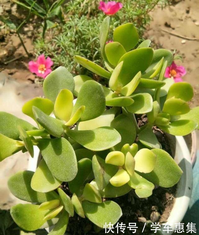 这花冬天不能放在室外,气温低于5度就死亡,太可怕了!