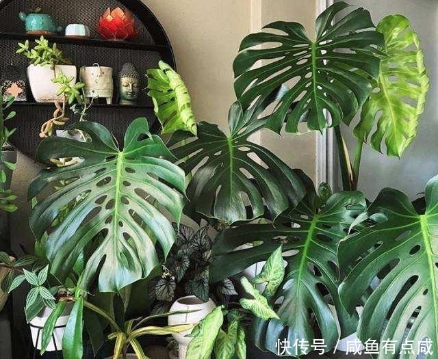 看看花友养了10多年的“龟背竹”,这是要上天?