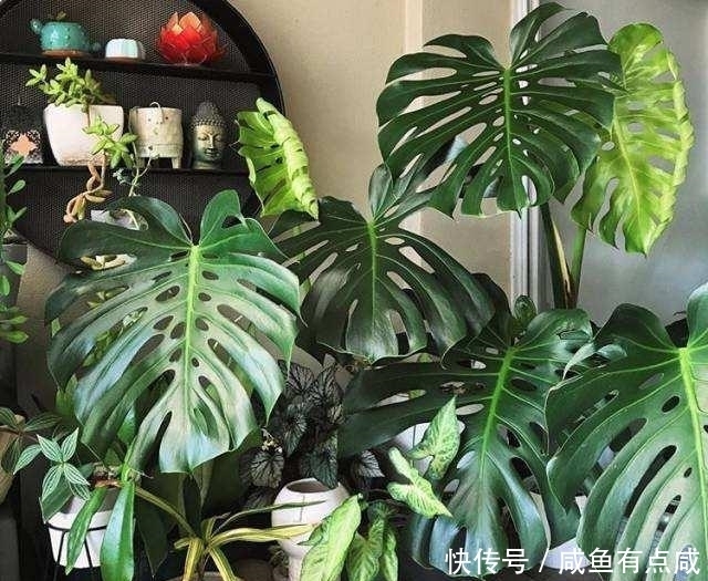  看看花友养了10多年的“龟背竹”，这是要上天？