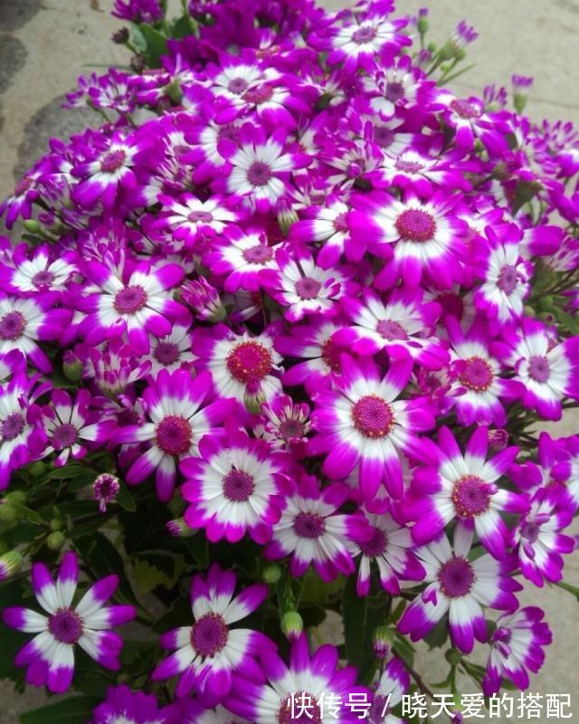 小月季|5种漂亮花,都是“激素花”,好看难养活,开完花就扔