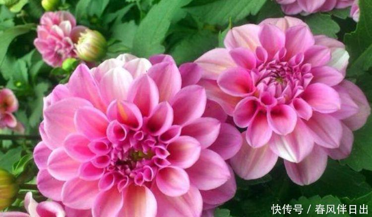 家养几种植物,阳台开出花海,花色繁多易爆盆,娇艳欲滴美极了