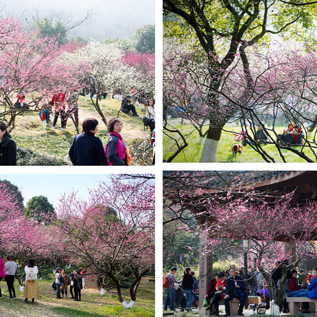 中年|杭州：又入超山梅花季，暗香浮动过大年