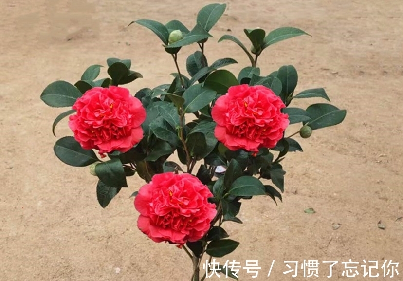 肥料|初春养茶花,记住三个事项和注意要点,不落蕾也不掉叶