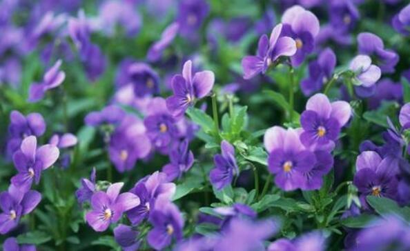 想养花试试“它”花语无条件的爱,开花一朵三色,养上超值