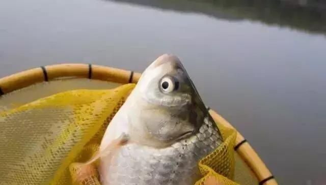 用来|这东西5毛钱一个,用来钓鲫鱼有奇效,爱钓鱼的你别错过