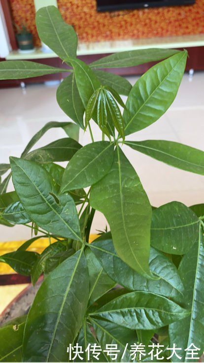 镇宅|“丑八怪”镇宅花,样子威武霸气,养在家里特安心