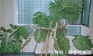 盆栽|现如今，很多人爱养“3种植物”，难怪都钱多，过得好，你家有