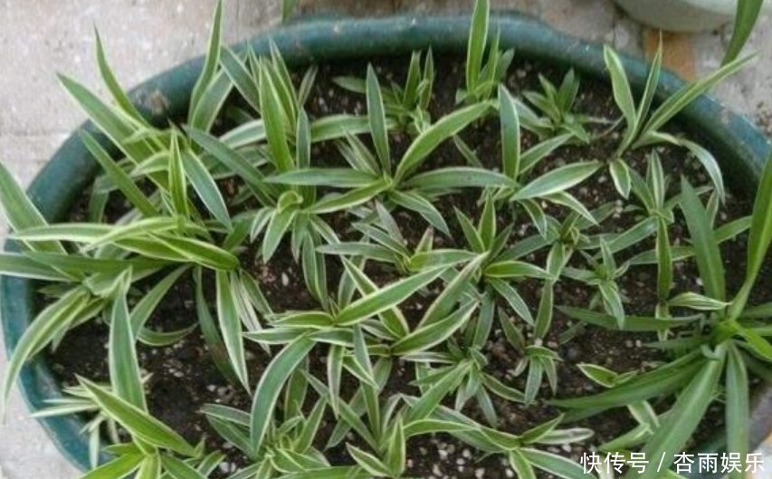 天竺葵|喜欢养花，就选这5种，“扔土里”就活，2月爆满盆，花开满阳台