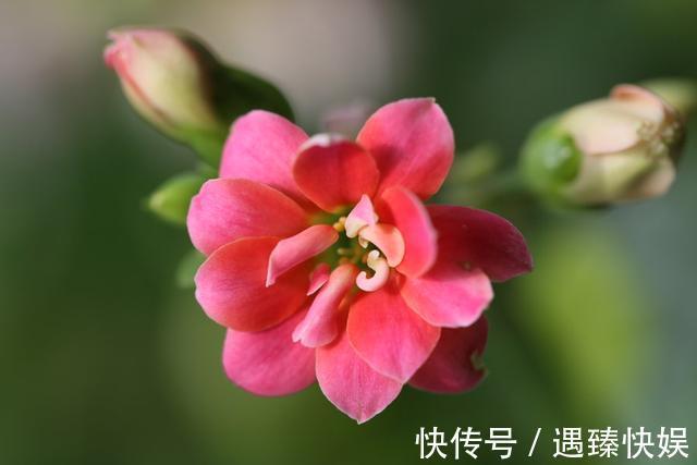 长寿花17个品种，个个都是爆花机器，谁见了都夸！