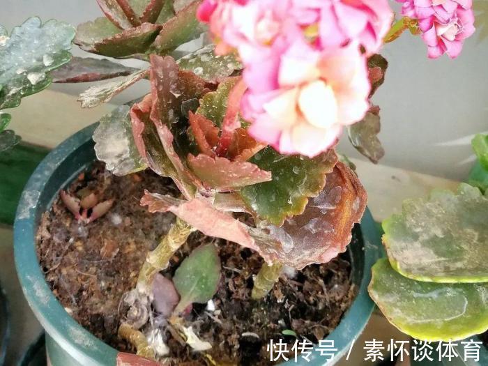 家里有此7种花,少浇水不能晒,天热要休眠早看早知道