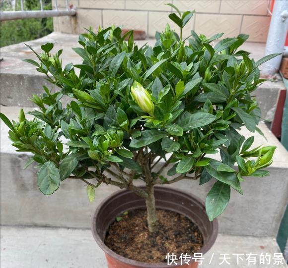 修剪|栀子花养了好几年,就是不开花,4个错误,看你占几个