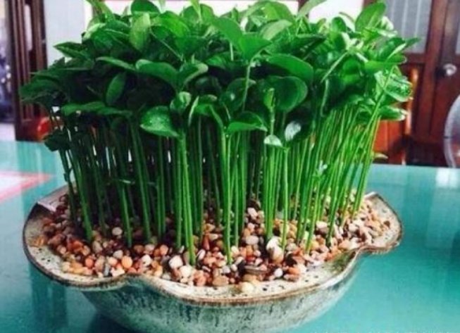 懒人|养绿萝早就不兴了,阳台种上这懒人盆栽,干净实用还不占地