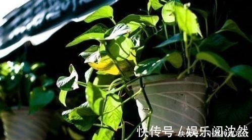 营养土|养花要学会“浇花”,3种花,浇水越勤快,长得越漂亮!