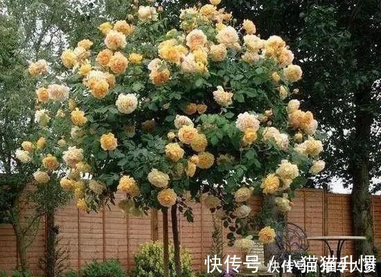 养护|养花要“舍得剪”，把这6种花卉剪成“光杆子”，开花变成棒棒糖！