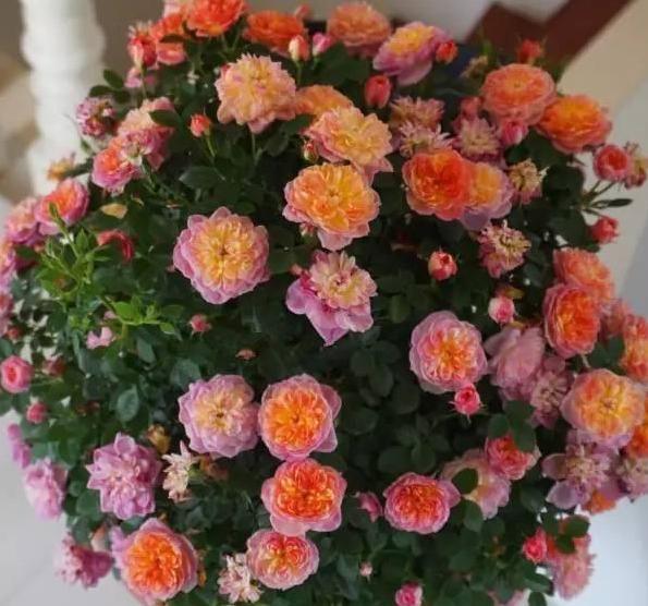 喜欢养花就盆栽月季，此款花期长、易爆盆，一株苗开出多色花
