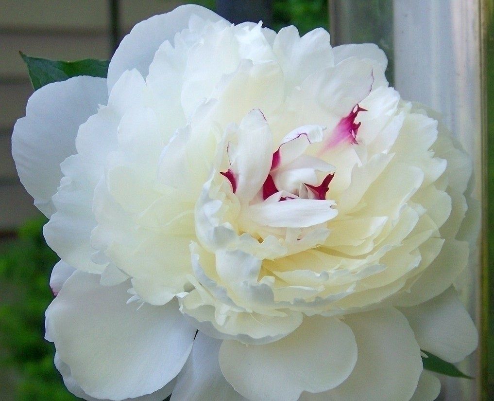 牡丹花的养殖方法,学会这几招,开花又大又美