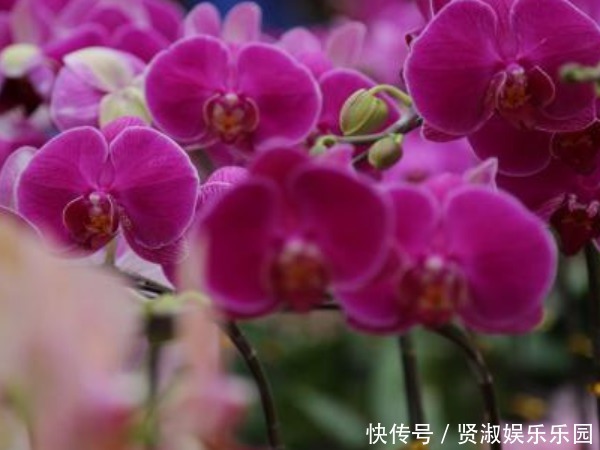 朱顶红|这4种花“旺财旺运”,年后赶紧养一盆,下半年“好运”全靠它!