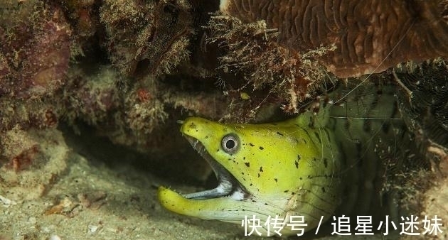 食材|一口能吃出几千条“寄生虫”?有3种食材可能是寄生虫的“最爱”