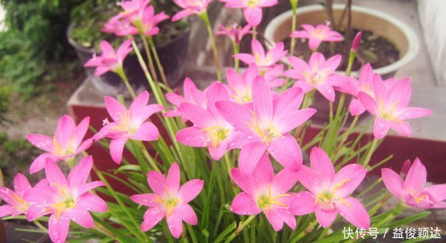 喜欢养花,就养这4种花,剪得越”狠“长得越多,香气”飘满屋“