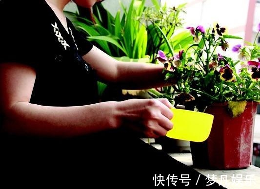 板结|养花土壤“硬邦邦”,撒把“干肥”,瞬间变“肥沃”,养啥花都旺