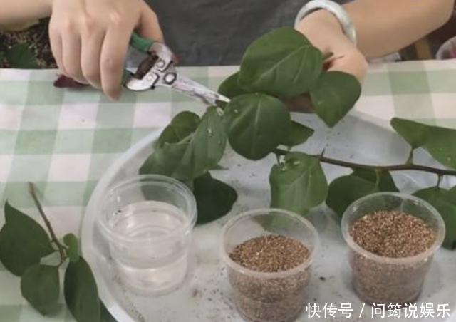 漂亮也好养的“4种花”，枝条能剪下来“扦插”，1年后开花多！