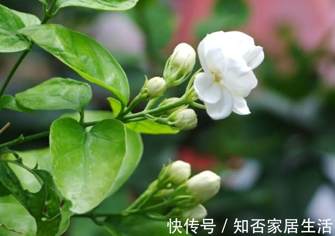 花苞|天热了,20种花最怕浇水,浇得越多,死得越快!