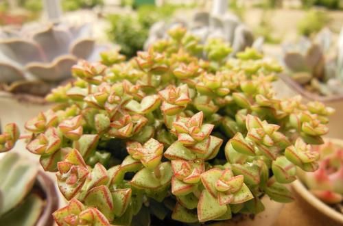  好养|此款多肉，好看又好养，繁殖快，还能开出小米花！